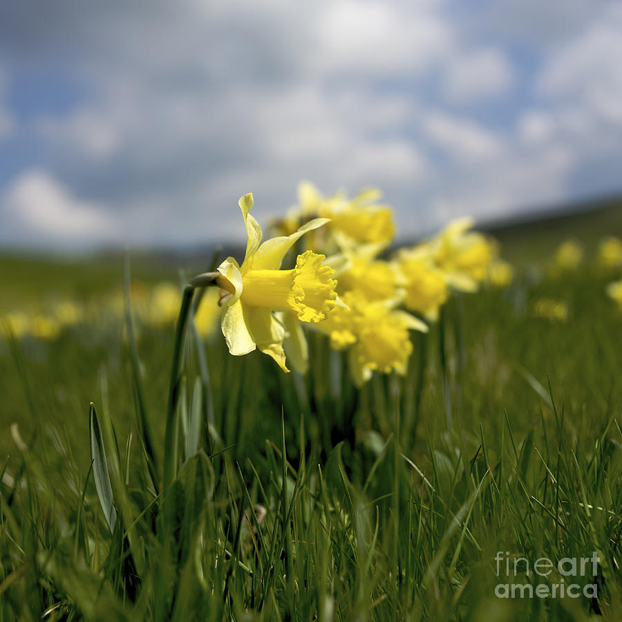 Nature Photograph - Daffodils by Bernard Jaubert