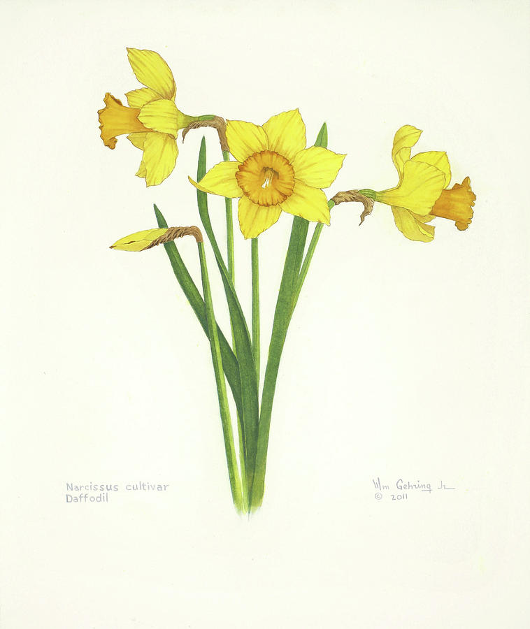 Flower Painting - Daffodils by Bill Gehring Flower Painting - Daffodils by Bill Gehring