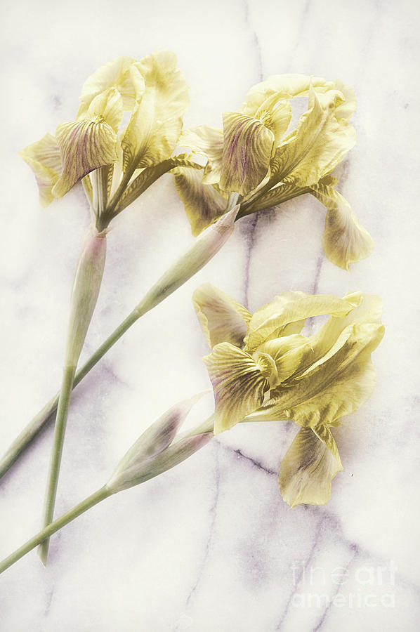 Spring Photograph - Daffodils by HD Connelly