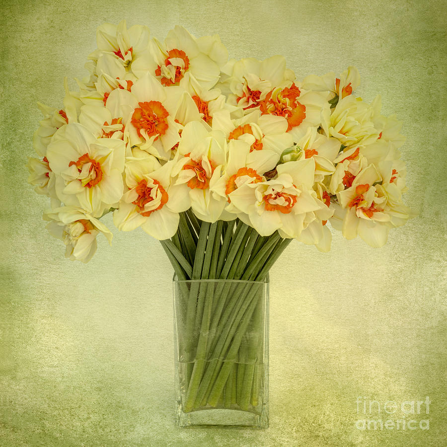 Daffodils in a Glass Vase Photograph by Ann Garrett