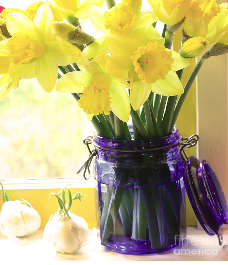 Daffodils in blue glass Photograph by Margaret Hood