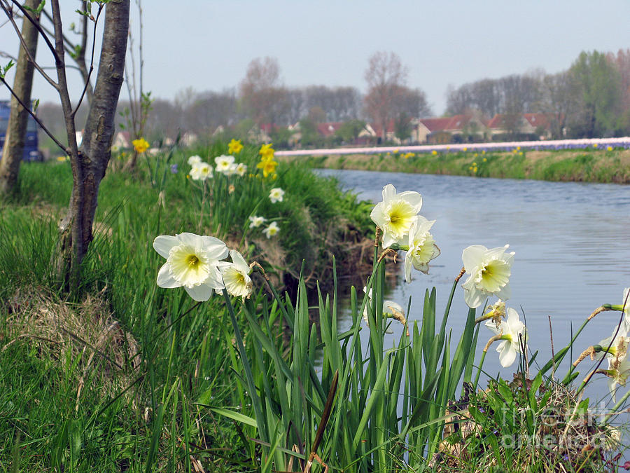 Spring Photograph - Daffodils in Holland 01 by Ausra Huntington nee Paulauskaite