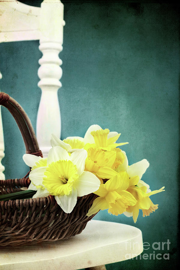 Daffodils in Spring Photograph by Stephanie Frey