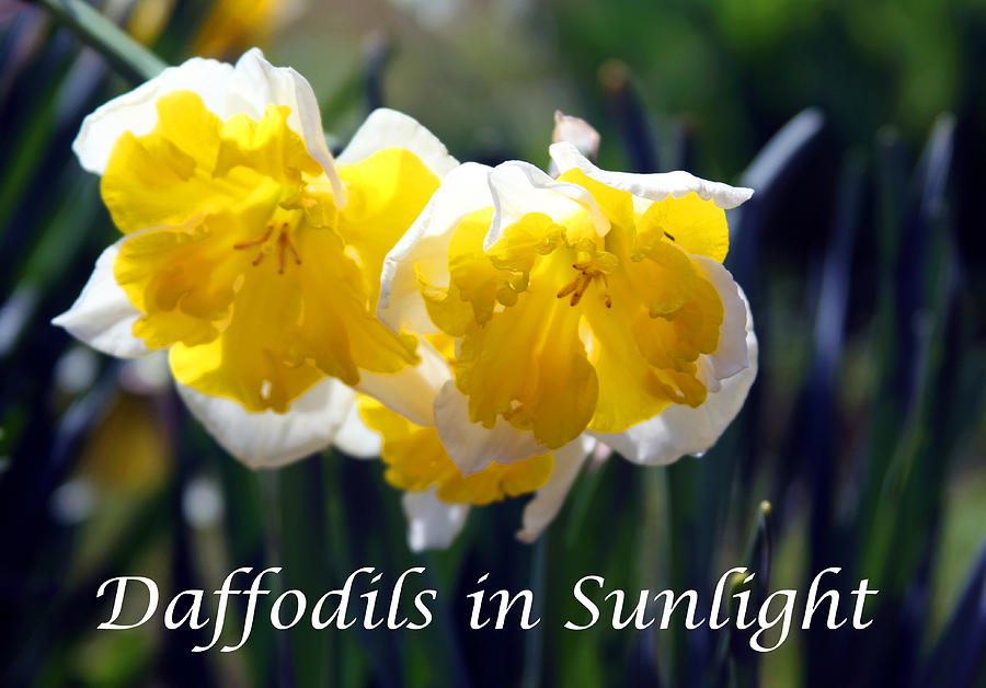 Daffodils in Sunlight Relief by John Lautermilch