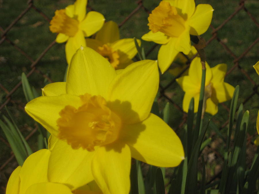 Daffodils Photograph by Jessica Beyenhof - Fine Art America