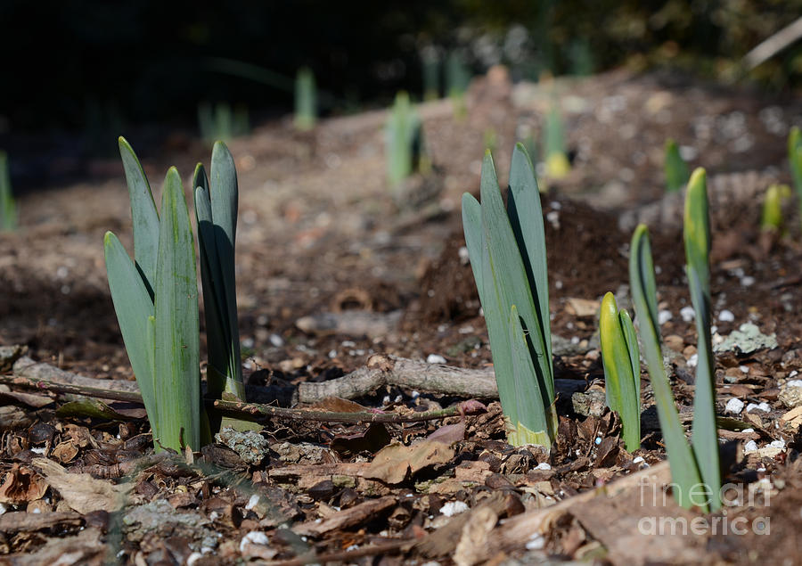 Daffodils Narcissus Photograph by Photo Researchers
