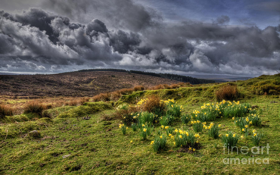 Flower Photograph - Daffodils on the moors by Rob Hawkins