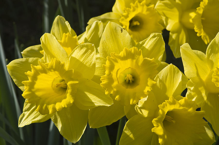 Daffodils Photograph by Rob Hemphill