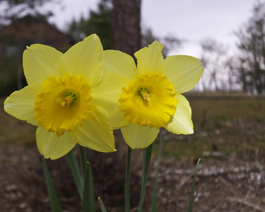 Flower Photograph - Daffodils by Terry Cotton