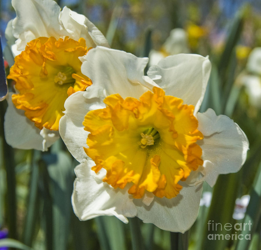 Daffodils Photograph by Tim Mulina