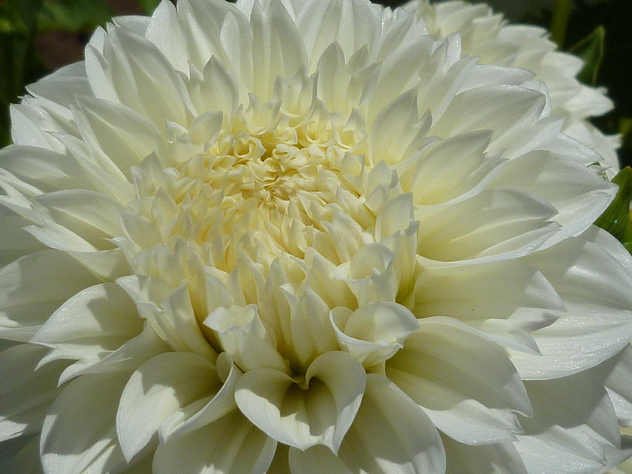 Dahlia 5 Photograph by Gwen Rose - Fine Art America