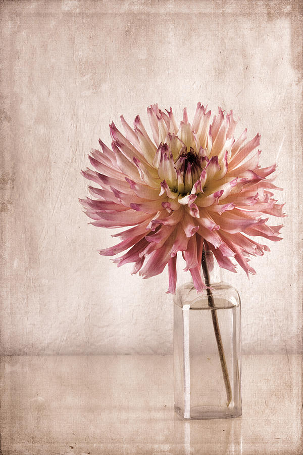 Flower Photograph - Dahlia by Carol Leigh