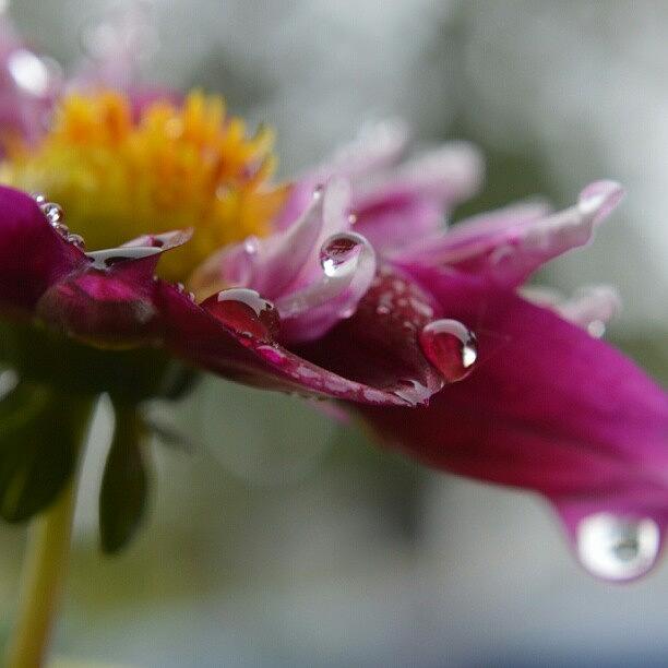 Flowers Still Life Photograph - Dahlia Catching The Rain Drops  #dahlia by Austin Engel