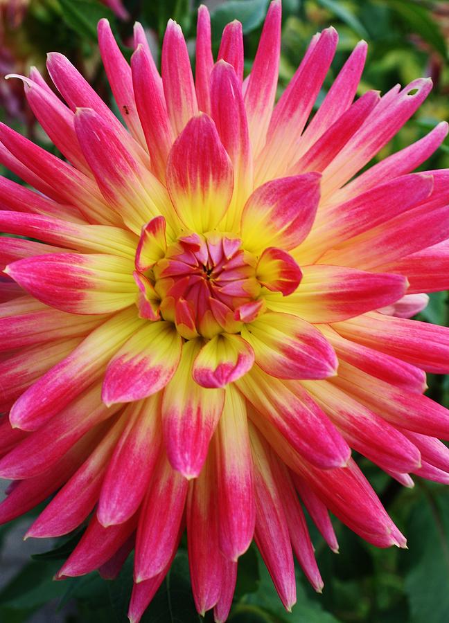 Dahlia Close-up Photograph by Bruce Bley