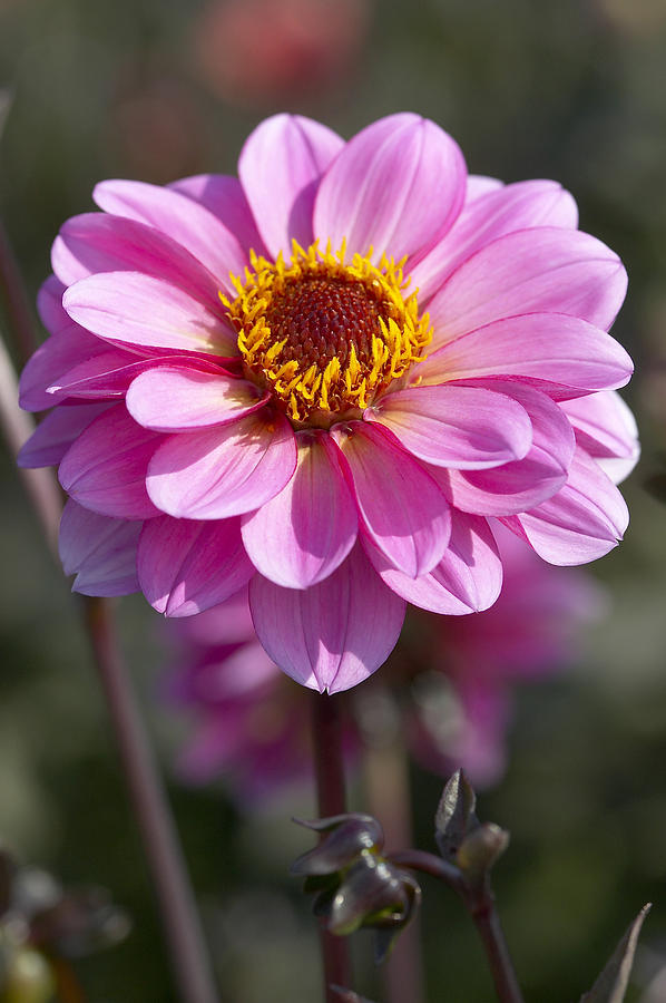 Dahlia Dahlia Sp Classic Rosamunde Photograph by VisionsPictures Dahlia Dahlia Sp Classic Rosamunde Photograph by VisionsPictures