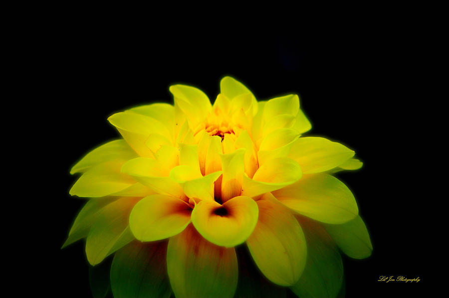Flower Photograph - Dahlia Delight by Jeanette C Landstrom