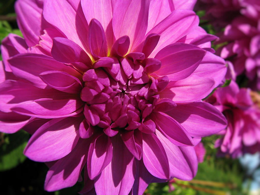 Summer Photograph - Dahlia Describes The Color Pink 1 by Lora Fisher