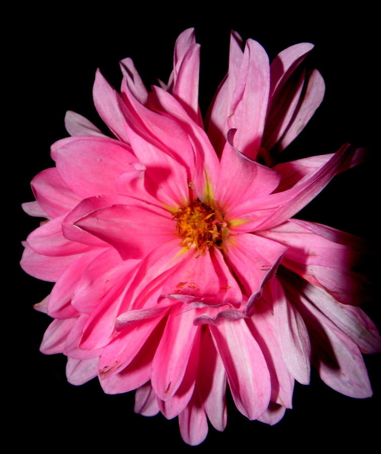 Dahlia dressed in pink Photograph by Kim Galluzzo