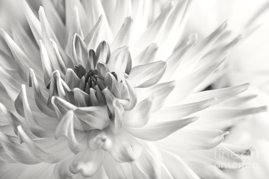 Nature Photograph - Dahlia Flower 02 by Nailia Schwarz
