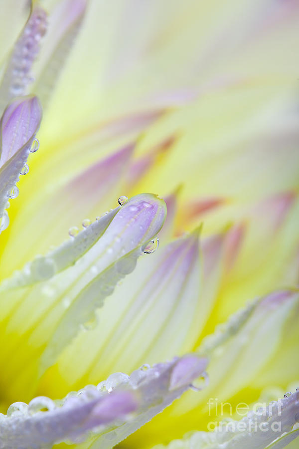 Nature Photograph - Dahlia Flower 07 by Nailia Schwarz