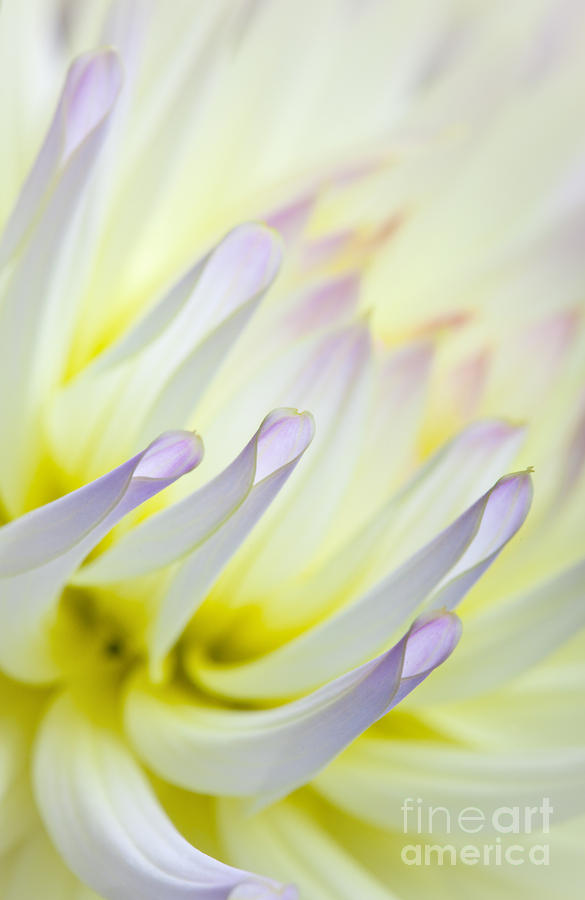 Nature Photograph - Dahlia Flower 09 by Nailia Schwarz