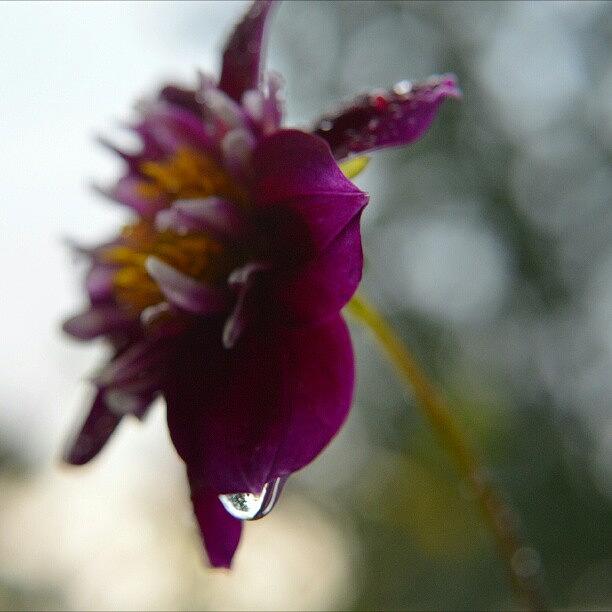 Flowers Still Life Photograph - #dahlia #flower #floweroftheday by Austin Engel