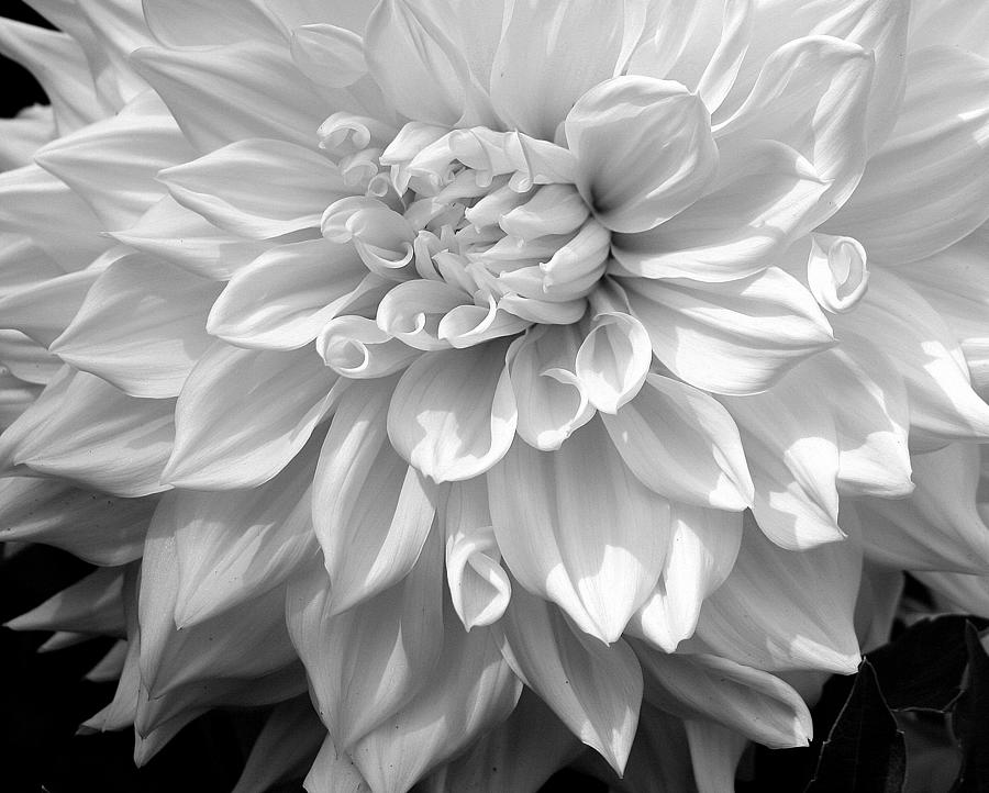 Dahlia in Black and White Photograph by Laurel Talabere - Pixels