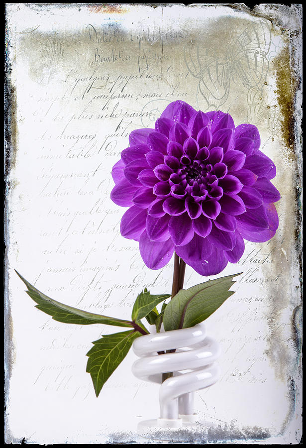Dahlia in Bulb No 2 Photograph by James Bethanis