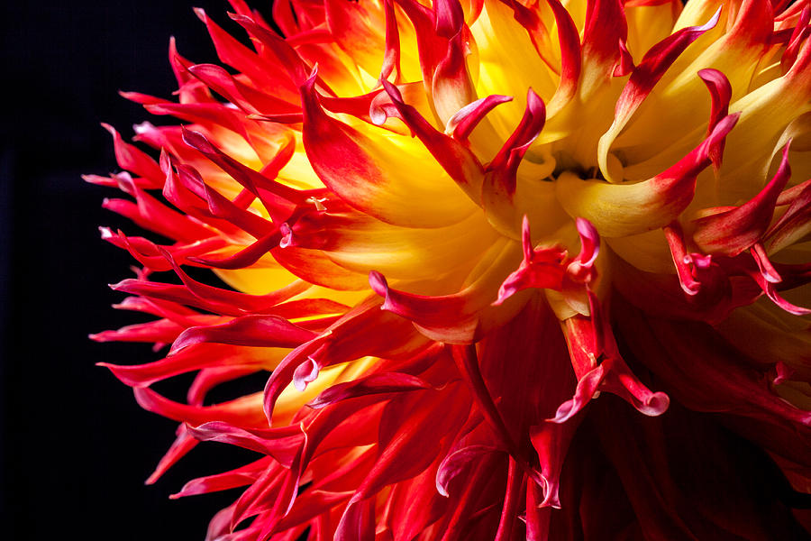 Dahlia in Flames Photograph by Levin Rodriguez