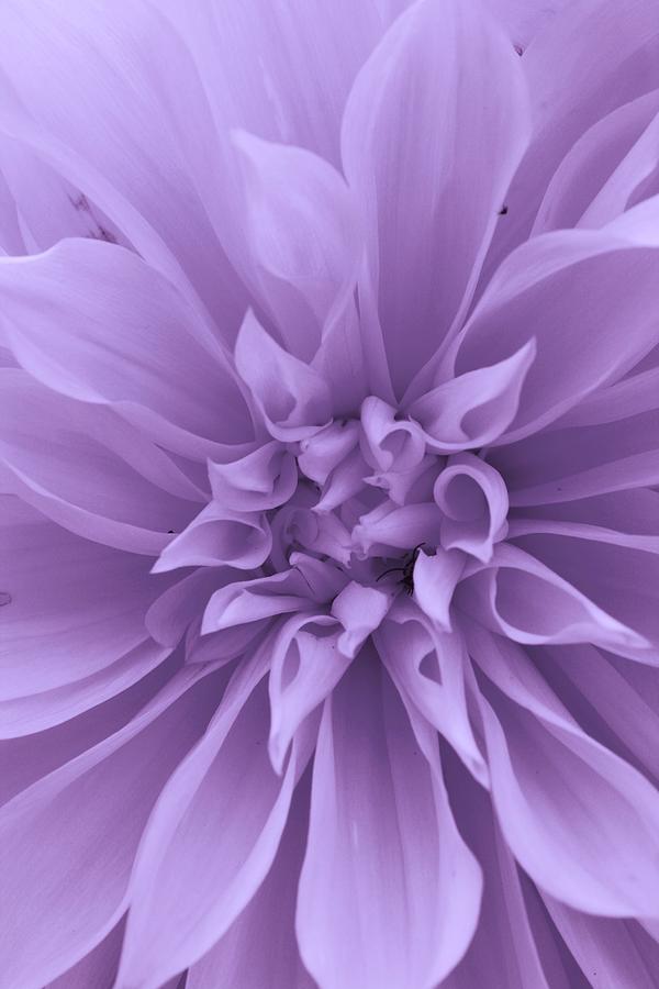 Dahlia in Purple Photograph by Bruce Bley