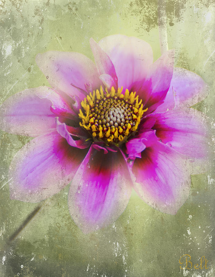 Dahlia in the Mist No.2 Photograph by Christine Belt - Fine Art America