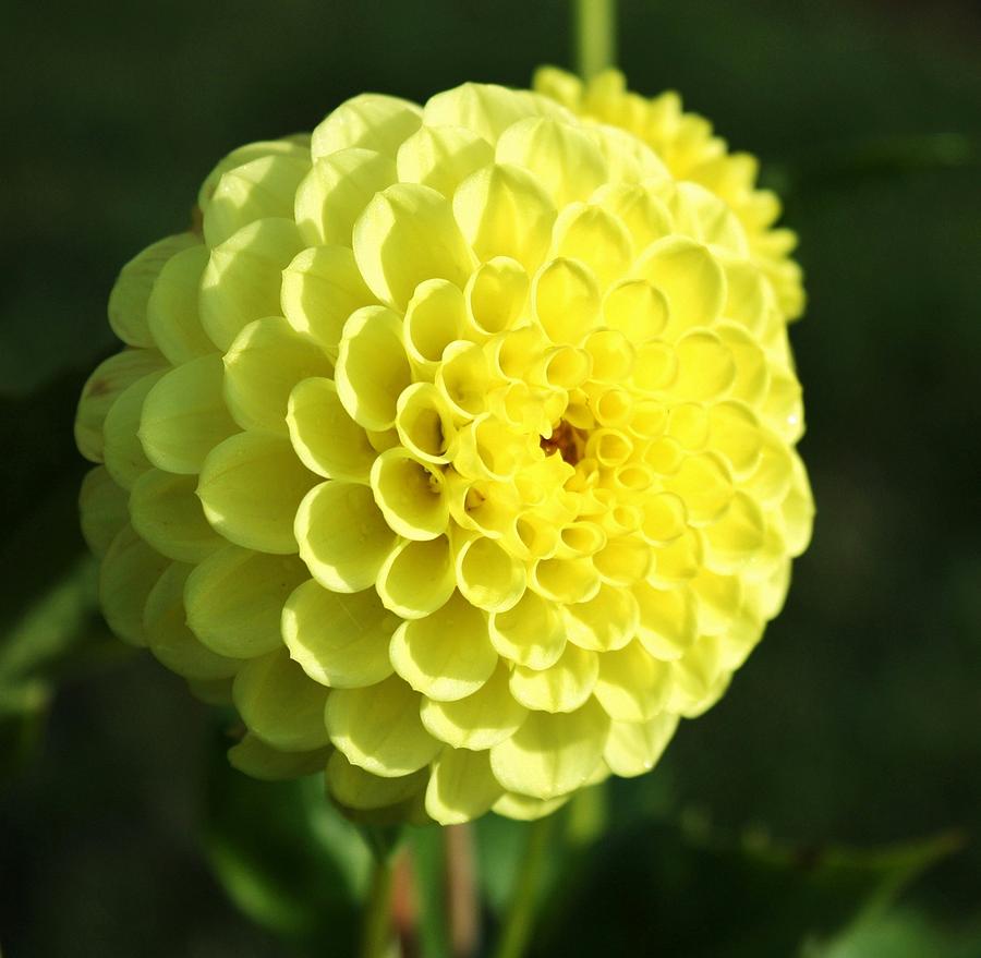 Flower Photograph - Dahlia in Yellow by Cathie Tyler
