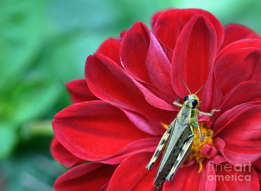 Dahlia Loving Grasshopper  Photograph by Elaine Manley