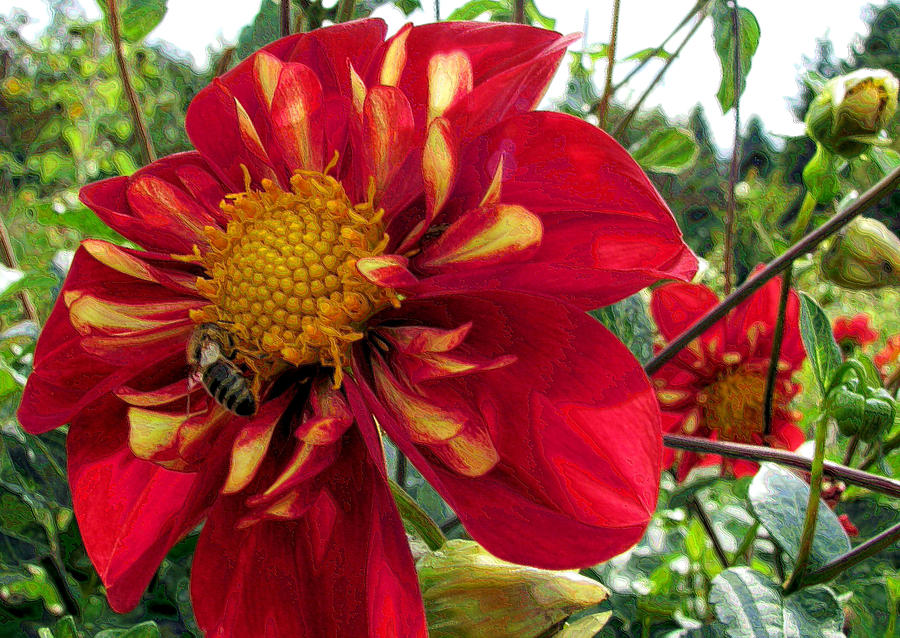Dahlia Make My Day Photograph by Lora Fisher