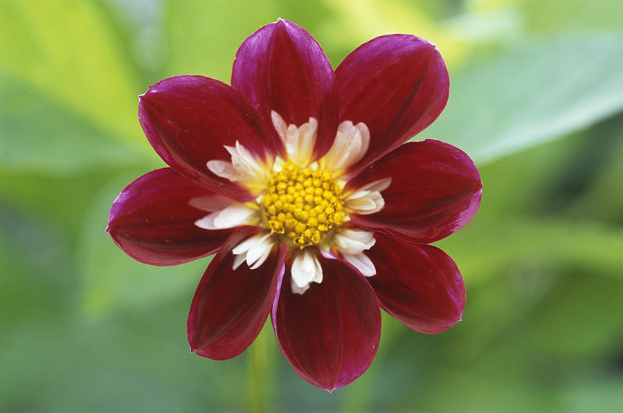 Nature Photograph - Dahlia mary Eveline by Archie Young
