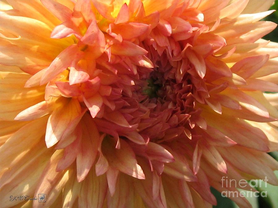 Dahlia named Intrepid Photograph by J McCombie