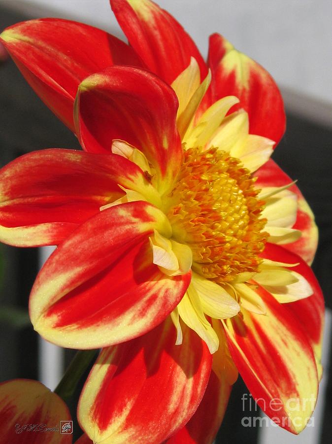 Dahlia named Pooh Photograph by J McCombie - Fine Art America