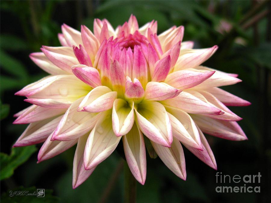 Flower Photograph - Dahlia named Valley Porcupine by J McCombie
