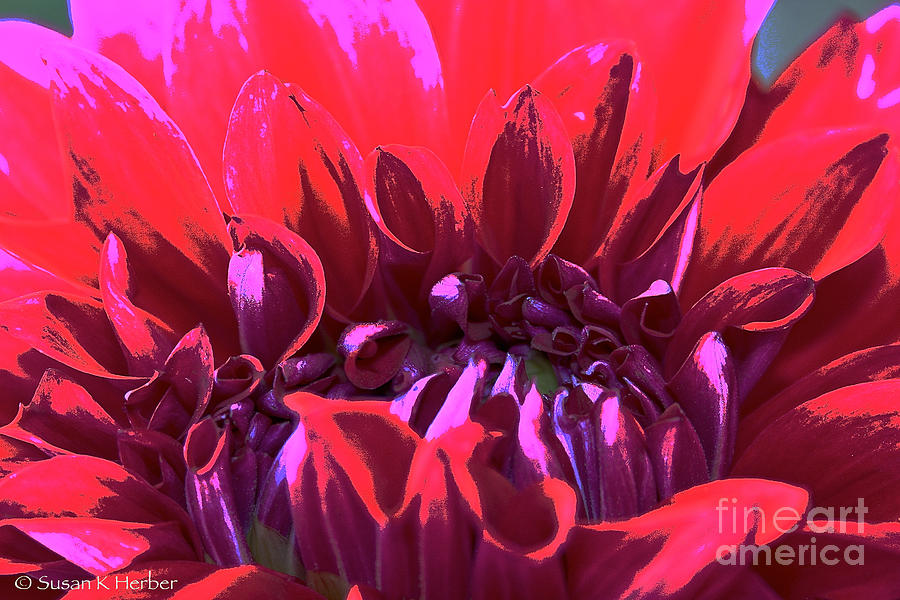 Nature Photograph - Dahlia Over Exposed by Susan Herber