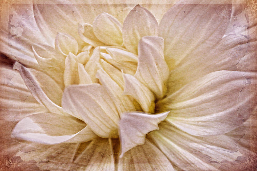 Dahlia Petals Digital Art by Margaret Hormann Bfa