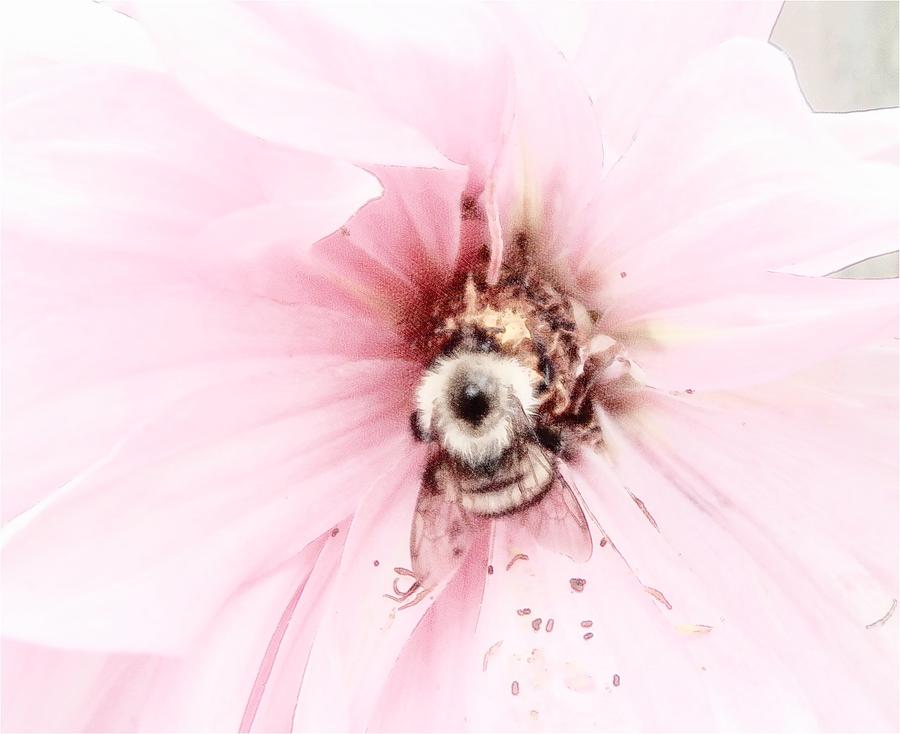 Dahlia Pollinating A Bee Photograph by Kim Galluzzo