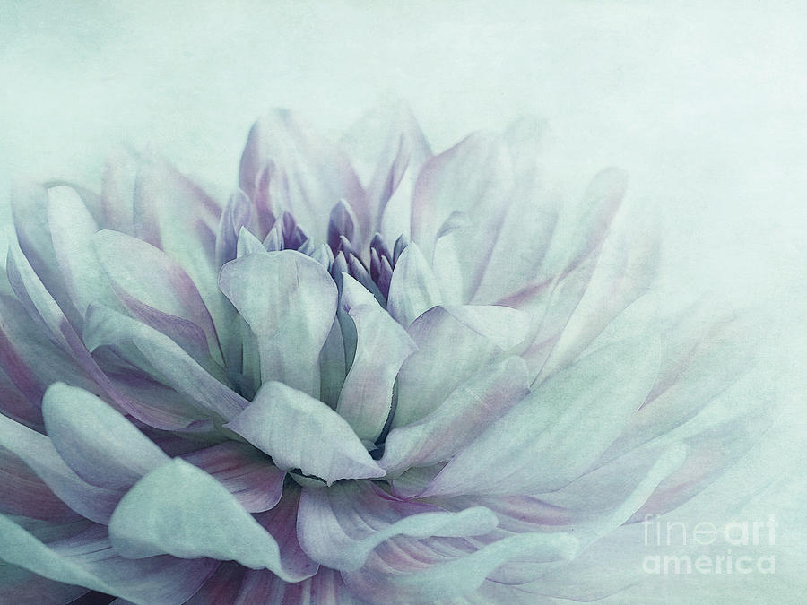 Flower Photograph - Dahlia by Priska Wettstein