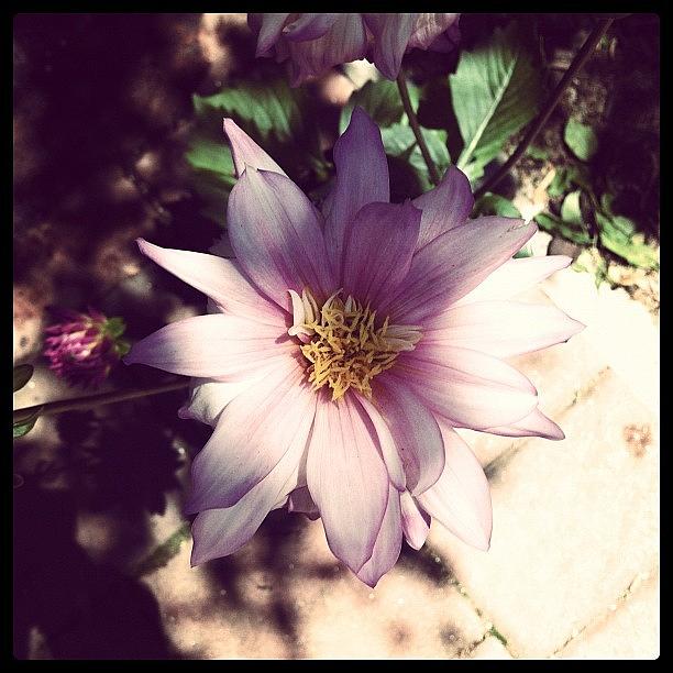 Flower Photograph - Dahlia Shadows by Anna Avagliano