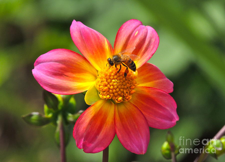 Flower Photograph - Dahlia Sun by Eve Spring