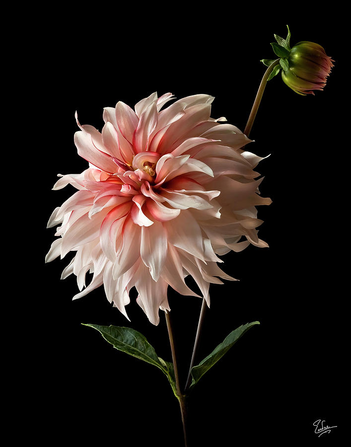 Dahlia With Bud Photograph by Endre Balogh