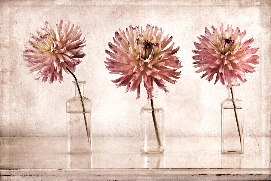 Flower Photograph - Dahlias by Carol Leigh