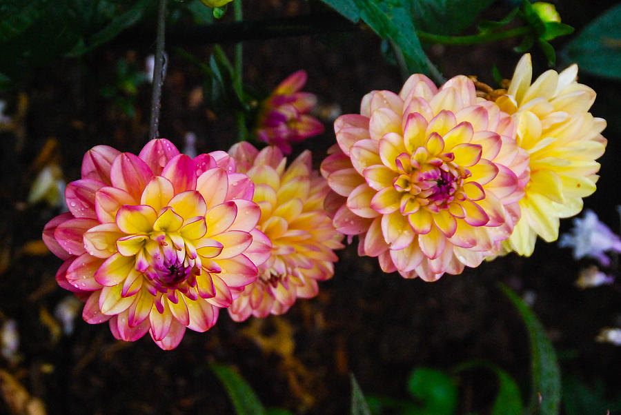 Dahlias From Pams Garden Photograph by Guy Whiteley