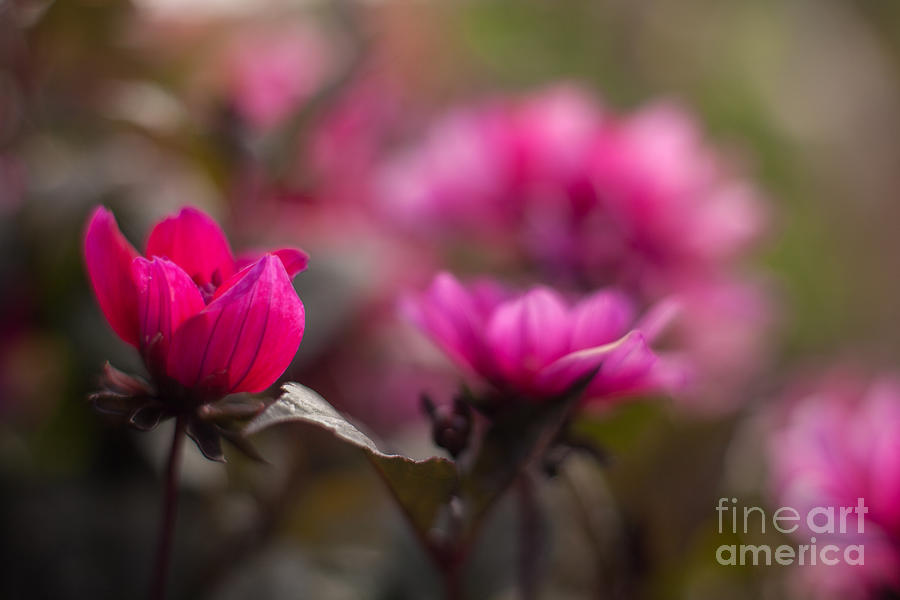 Flowers Still Life Photograph - Dahlias Red Dream by Mike Reid