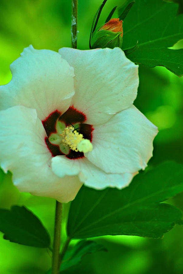 Flower Photograph - Dainty Hibiscus by Michelle Cruz