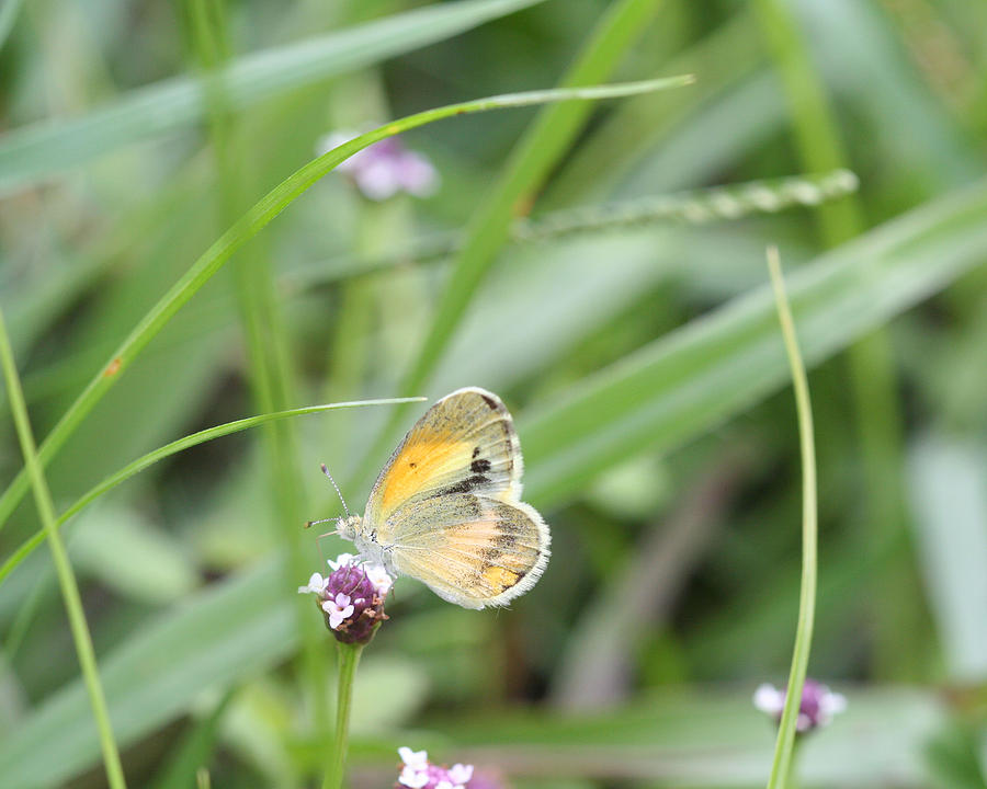 Butterfly Photograph - Dainty Sulphur by April Wietrecki Green